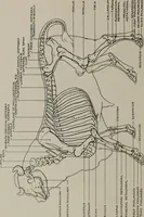 Picture 153 of 225 from Modelling; a guide for teachers and students (1902), leaf 241