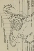 An illustration from Modelling; a guide for teachers and students (1902)