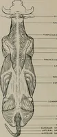 An illustration from Modelling; a guide for teachers and students (1902)