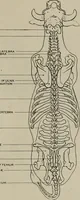 An illustration from Modelling; a guide for teachers and students (1902)