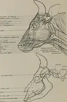 An illustration from Modelling; a guide for teachers and students (1902)