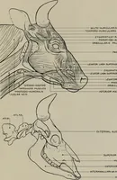 Picture 158 of 225 from Modelling; a guide for teachers and students (1902), leaf 246