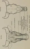 Picture 159 of 225 from Modelling; a guide for teachers and students (1902), leaf 247