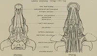 An illustration from Modelling; a guide for teachers and students (1902)