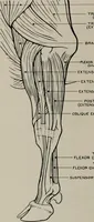 Picture 161 of 225 from Modelling; a guide for teachers and students (1902), leaf 249