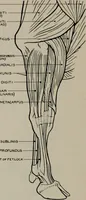 An illustration from Modelling; a guide for teachers and students (1902)