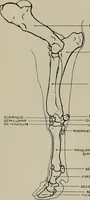 Picture 163 of 225 from Modelling; a guide for teachers and students (1902), leaf 250