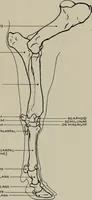 An illustration from Modelling; a guide for teachers and students (1902)