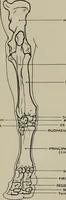 An illustration from Modelling; a guide for teachers and students (1902)