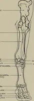 An illustration from Modelling; a guide for teachers and students (1902)