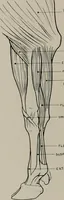 Picture 168 of 225 from Modelling; a guide for teachers and students (1902), leaf 253