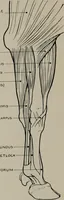 Picture 169 of 225 from Modelling; a guide for teachers and students (1902), leaf 253