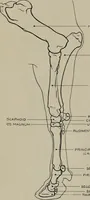 Picture 170 of 225 from Modelling; a guide for teachers and students (1902), leaf 254