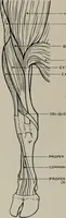 Picture 172 of 225 from Modelling; a guide for teachers and students (1902), leaf 255