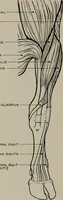 An illustration from Modelling; a guide for teachers and students (1902)