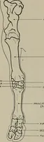 An illustration from Modelling; a guide for teachers and students (1902)