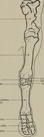 An illustration from Modelling; a guide for teachers and students (1902)