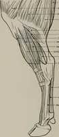 Picture 176 of 225 from Modelling; a guide for teachers and students (1902), leaf 257