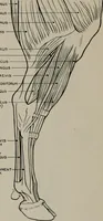 An illustration from Modelling; a guide for teachers and students (1902)