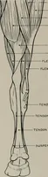 An illustration from Modelling; a guide for teachers and students (1902)