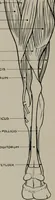 An illustration from Modelling; a guide for teachers and students (1902)