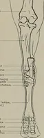 Picture 183 of 225 from Modelling; a guide for teachers and students (1902), leaf 260