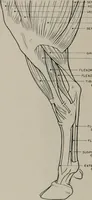 An illustration from Modelling; a guide for teachers and students (1902)