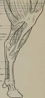 An illustration from Modelling; a guide for teachers and students (1902)