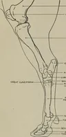 Picture 186 of 225 from Modelling; a guide for teachers and students (1902), leaf 262