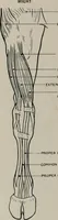 An illustration from Modelling; a guide for teachers and students (1902)