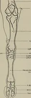 An illustration from Modelling; a guide for teachers and students (1902)