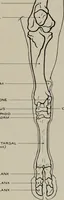 An illustration from Modelling; a guide for teachers and students (1902)