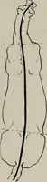 An illustration from Modelling; a guide for teachers and students (1902)