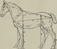 Picture 7 of 225 from Modelling; a guide for teachers and students (1902), leaf 42