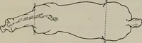 An illustration from Modelling; a guide for teachers and students (1902)