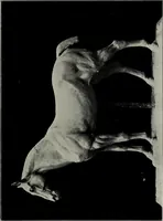 An illustration from Modelling; a guide for teachers and students (1902)
