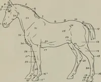 An illustration from Modelling; a guide for teachers and students (1902)