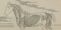 An illustration from Modelling; a guide for teachers and students (1902)