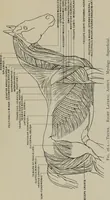 An illustration from Modelling; a guide for teachers and students (1902)
