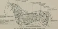 An illustration from Modelling; a guide for teachers and students (1902)
