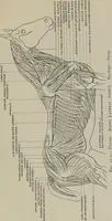 An illustration from Modelling; a guide for teachers and students (1902)