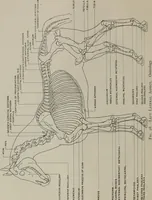 An illustration from Modelling; a guide for teachers and students (1902)