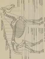 An illustration from Modelling; a guide for teachers and students (1902)