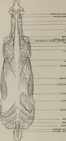 Picture 22 of 225 from Modelling; a guide for teachers and students (1902), leaf 65