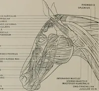 Picture 23 of 225 from Modelling; a guide for teachers and students (1902), leaf 69