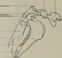 An illustration from Modelling; a guide for teachers and students (1902)