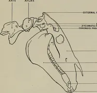 Picture 25 of 225 from Modelling; a guide for teachers and students (1902), leaf 72