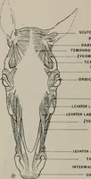 Picture 26 of 225 from Modelling; a guide for teachers and students (1902), leaf 73