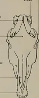 An illustration from Modelling; a guide for teachers and students (1902)