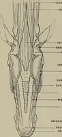 Picture 28 of 225 from Modelling; a guide for teachers and students (1902), leaf 74